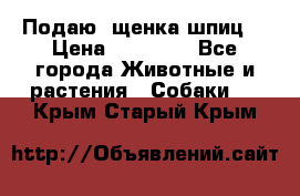 Подаю. щенка шпиц  › Цена ­ 27 000 - Все города Животные и растения » Собаки   . Крым,Старый Крым